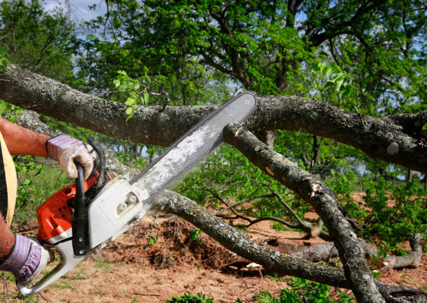 Best Tree Care Services  in Bloomfield, NM